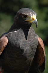 Image showing Falcon