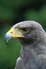 Image showing Falcon