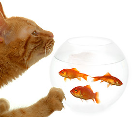 Image showing Cat and fish