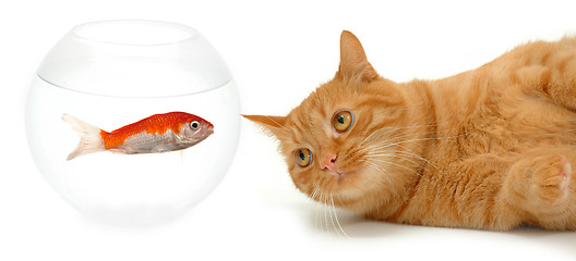 Image showing Cat and fish