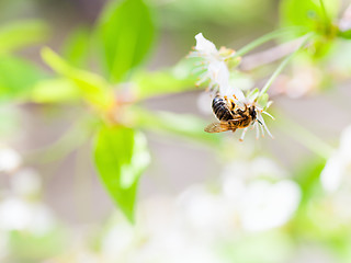 Image showing Honey bee enjoying blossoming cherry tree on a lovely spring day