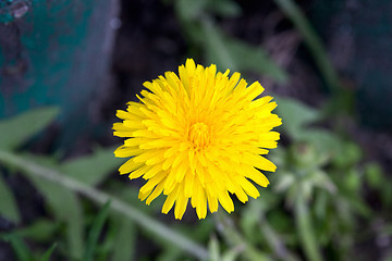 Image showing Dandelion blooming in early spring macro photography