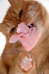 Image showing Cat eating meat