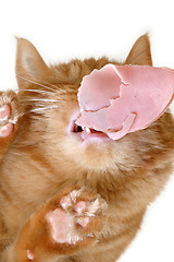 Image showing cat eating