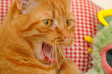 Image showing cat yawning