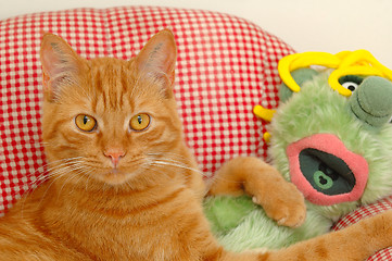 Image showing Cat and doll