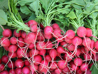 Image showing many bunches of radish