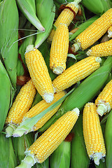 Image showing ripe corn - food background