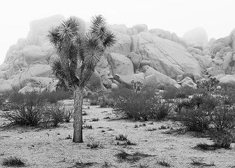 Image showing Joshua Tree