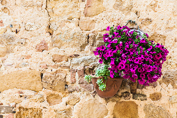 Image showing Tuscan flowers