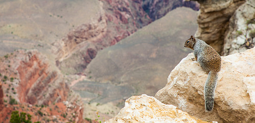 Image showing Grand Canyon Squirrel