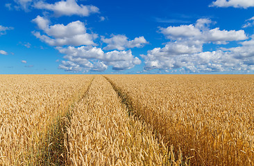 Image showing Path in a golden wheat field