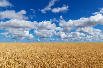 Image showing Golden wheat field under blue sky