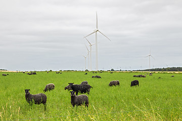 Image showing Sheep on green pasture, with wind turbines in a distance