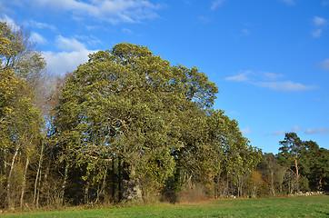 Image showing Big Oak