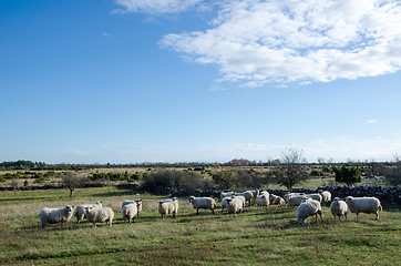 Image showing Sheep herd