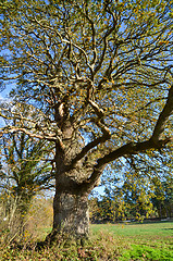 Image showing Mighty Oak Tree