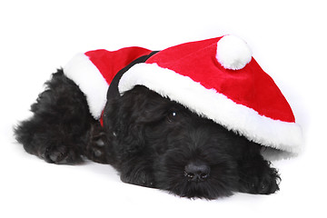 Image showing Wiped Out Black Russian Terrier Puppy in Santa Suit
