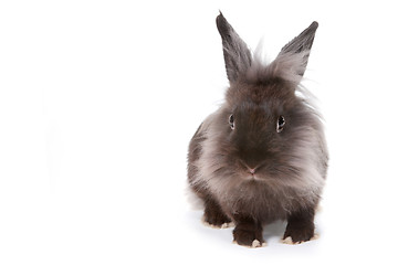 Image showing One Bunny Rabbit on White Background