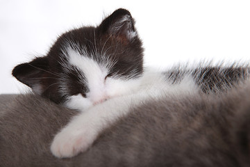 Image showing Sweet Kitten on White Background Looking Adorable