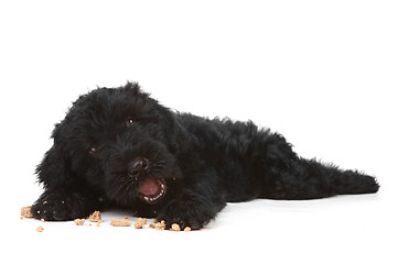 Image showing Black Russian Terrier Puppy on a White Background 