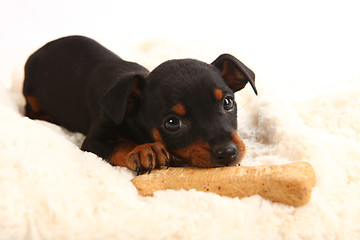 Image showing Miniature Doberman Toy Pinsher Puppy Dog