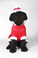 Image showing Upset Black Russian Terrier Puppy in Santa Suit 