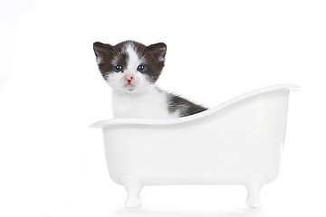 Image showing Sweet Kitten on White Background Looking Adorable