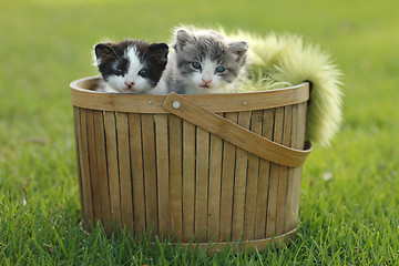 Image showing Two Kittens in Basket Outdoors