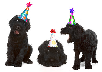 Image showing Birthday Black Russian Terriers