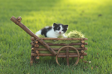 Image showing Black and White Kitten in Basket Outdoors