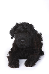 Image showing Black Russian Terrier Puppy on a White Background 