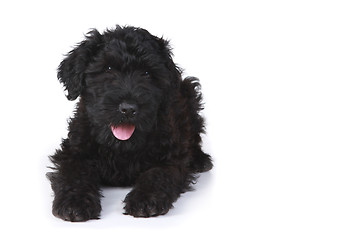 Image showing Black Russian Terrier Puppy on a White Background 