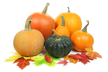 Image showing Pumpkins isolated