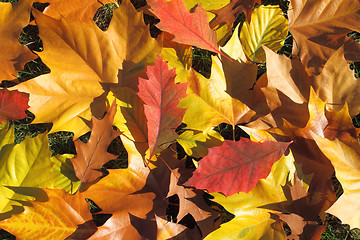 Image showing Autumn leaves design