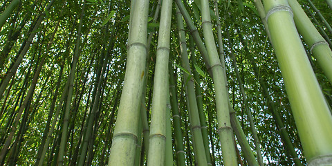 Image showing Bamboo picture - panorama