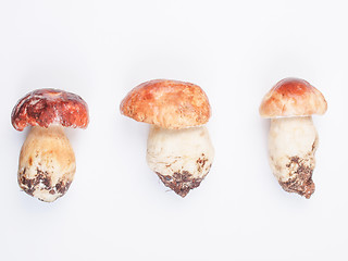 Image showing Porcini Mushroom