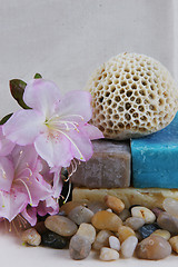 Image showing Coral on soap with pebbles and flowers