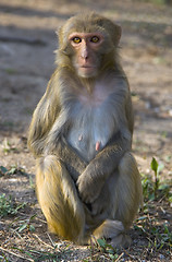 Image showing Wild Monkey