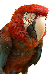 Image showing Polly Wanna Cracker?