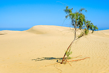 Image showing Lonely tree in desert.