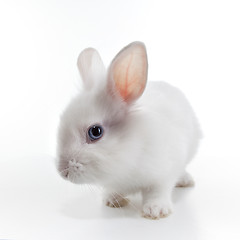 Image showing White rabbit isolated on white background