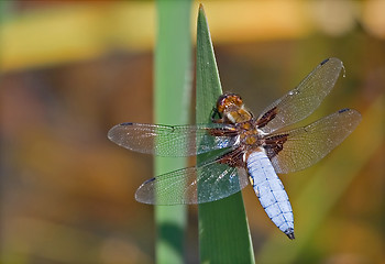 Image showing Blue dragon