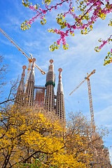 Image showing Sagrada Familia with blooming sakura in Barcelona, Spain