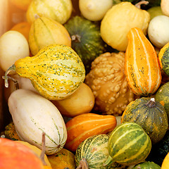 Image showing pumpkins background