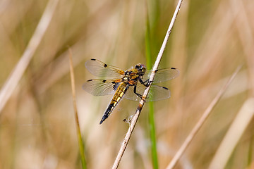 Image showing Golden Dragon