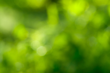 Image showing abstract green background with natural bokeh