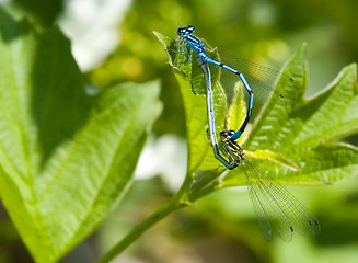 Image showing Mating damsellfly