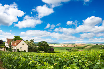 Image showing Vineyard landscape, Montagne de Reims, France