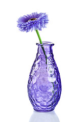 Image showing Blue flower in vase isolated on white